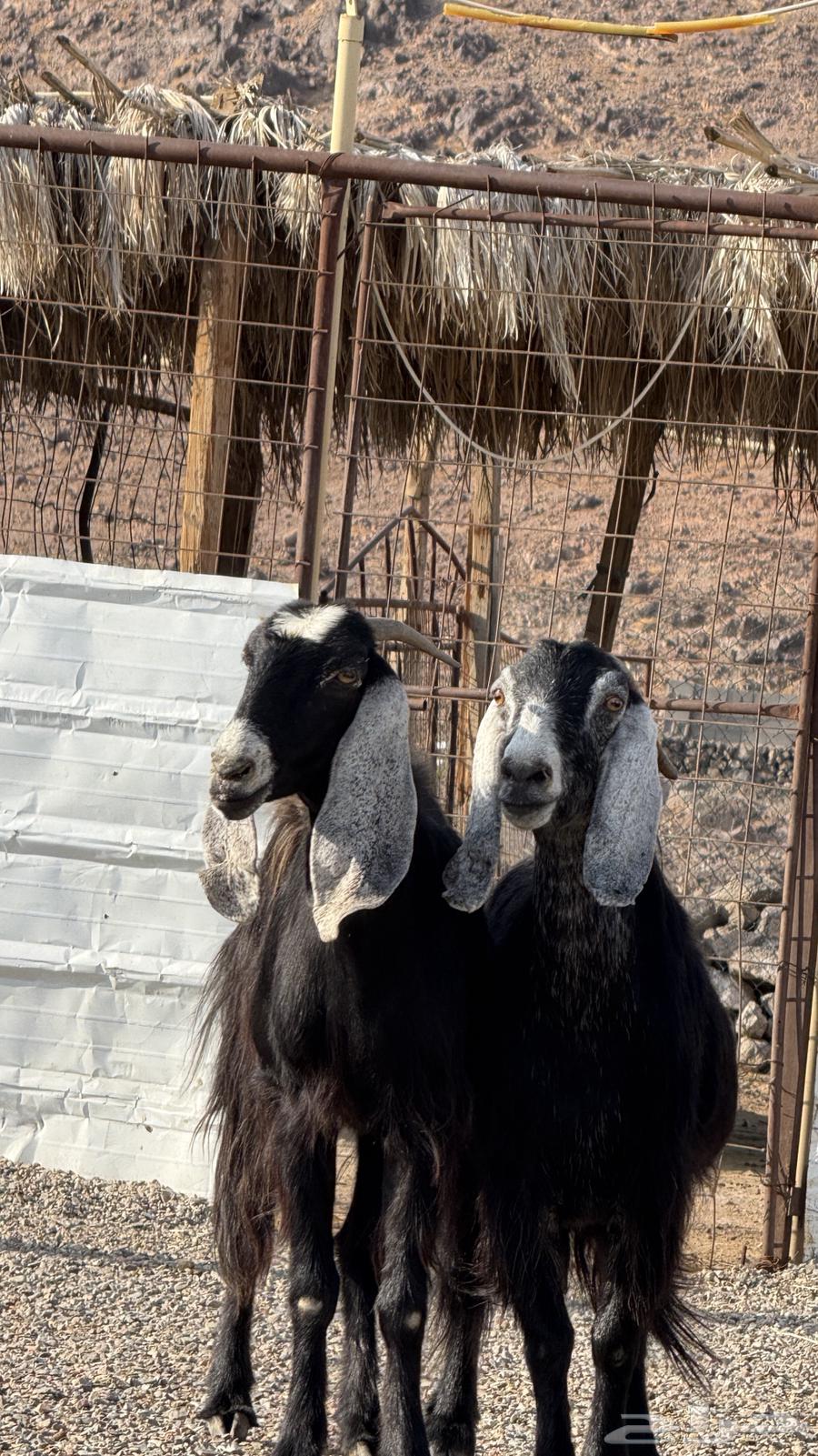 معزا عواض صنف64397214227971112