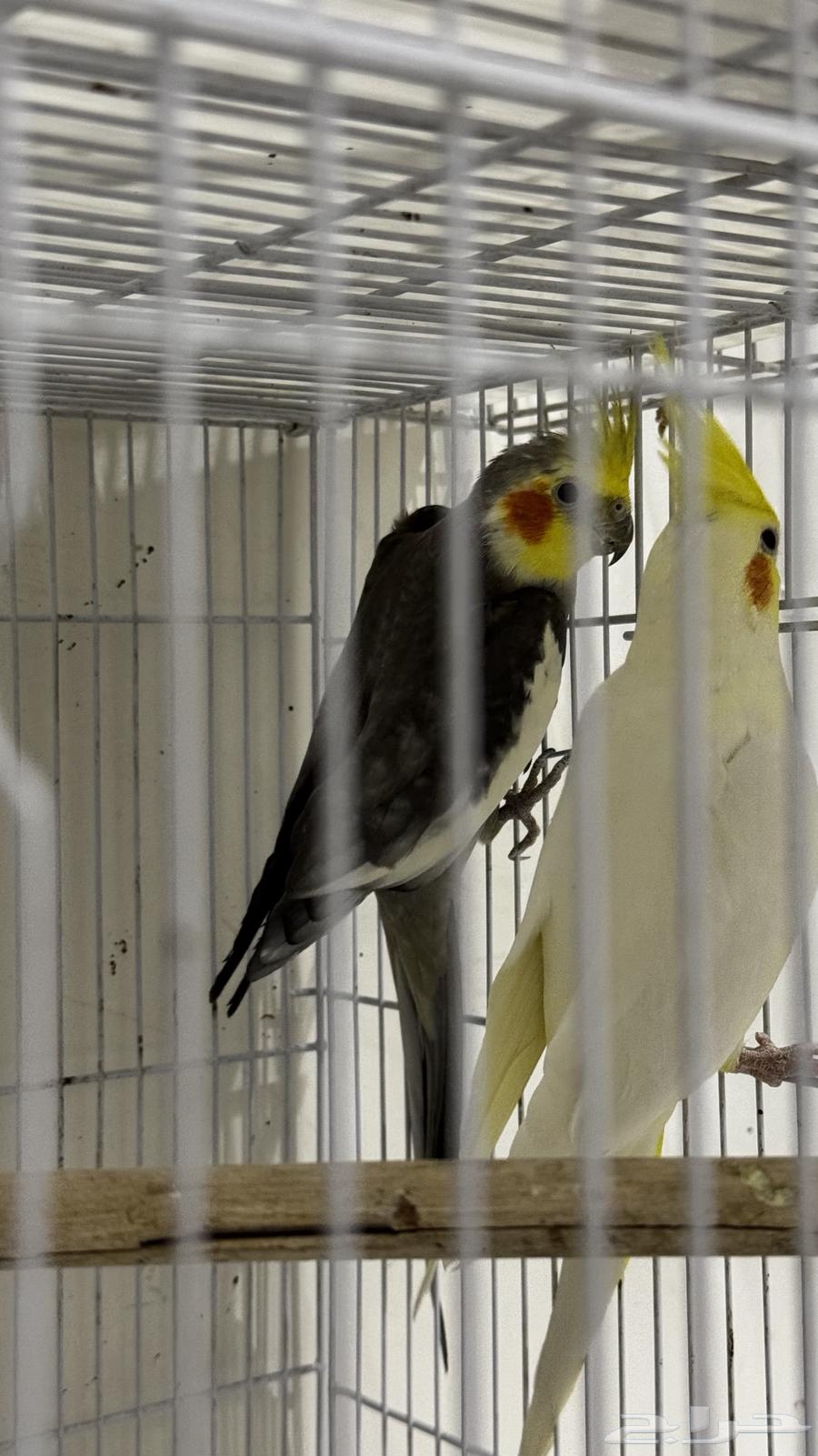 جوزين كروان منتجين شرط64400661012483113