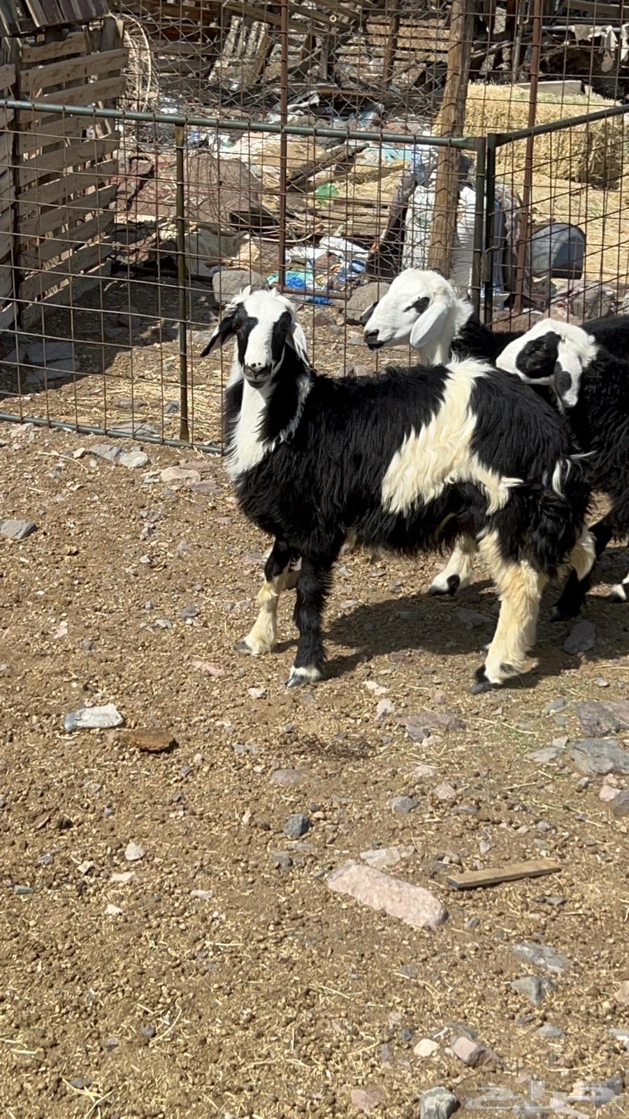 طليان ذبايح فاخره64400189970434114