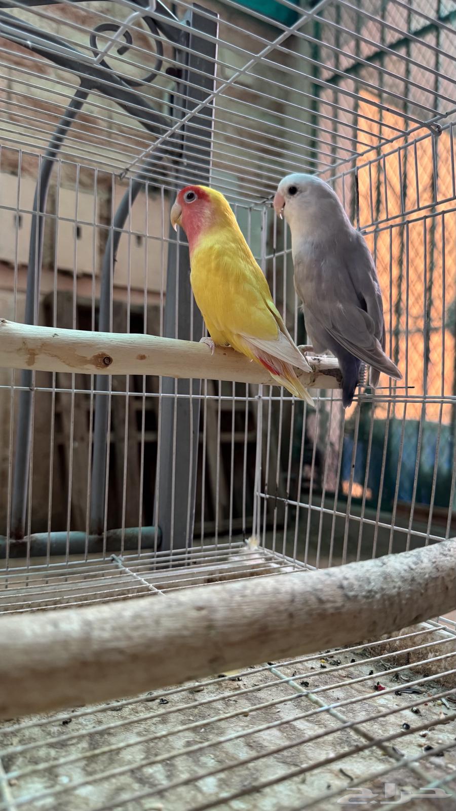 طيور روز ألوان جذابه وجميله شرط والله64400799943682110