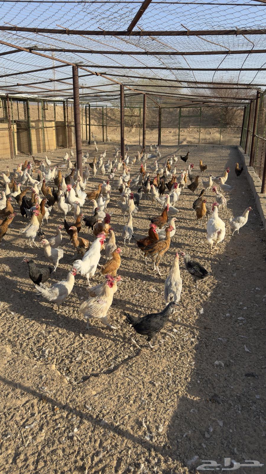 For sale: local and Fayoumi chickens of different ages64400217503747111