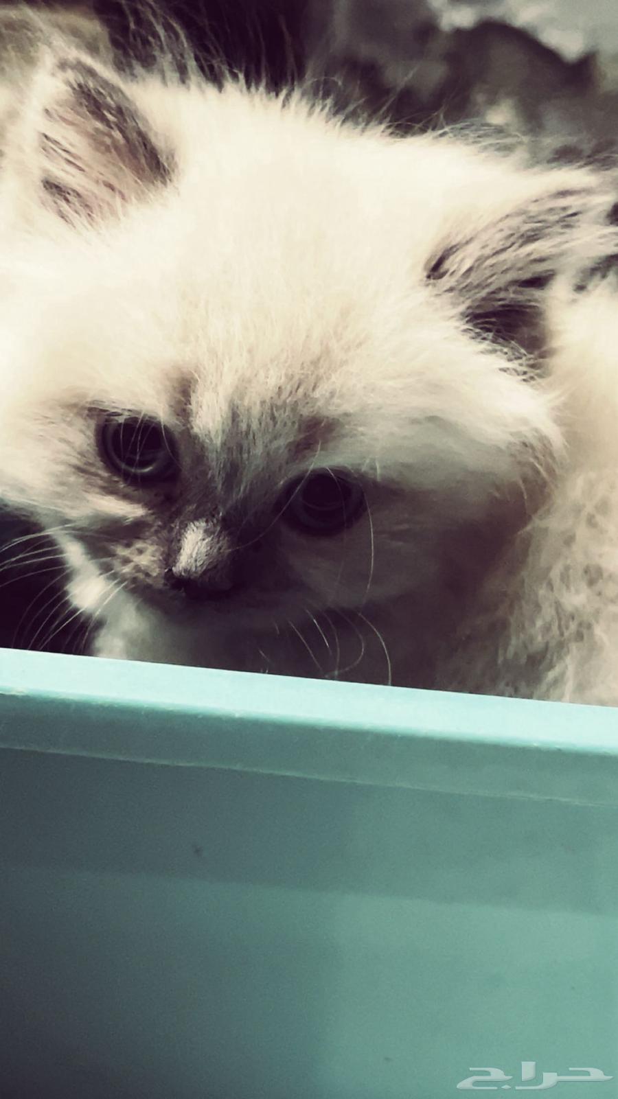 Cats64394053116418111