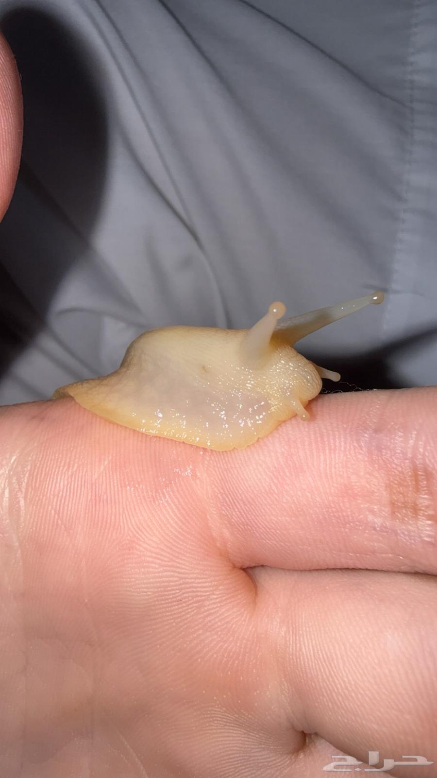 Snails with all their belongings for breeding64398019071490111