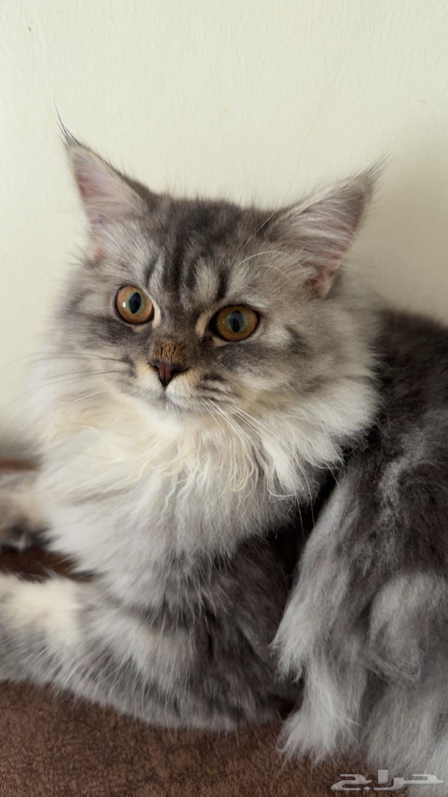 قطه للبيع64393721589249111