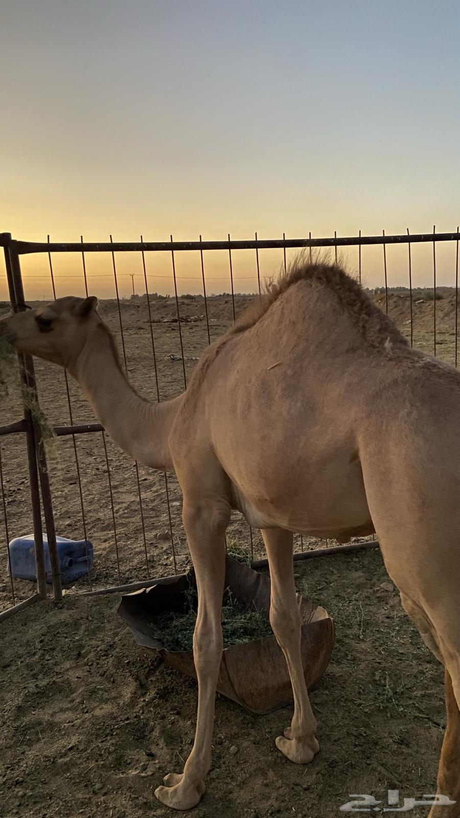 قعود للبيع64396421499011112