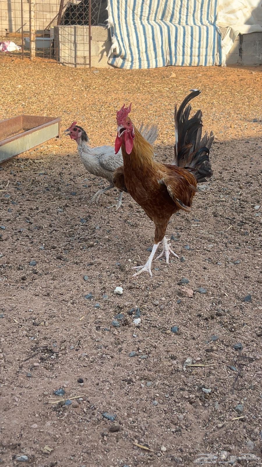 لللبيع ديك بلدي ابو التاج64400646955395114