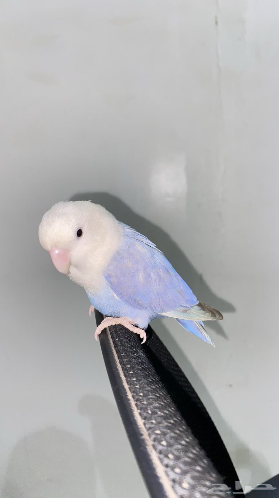 للبيع روز انثى64387299669890112