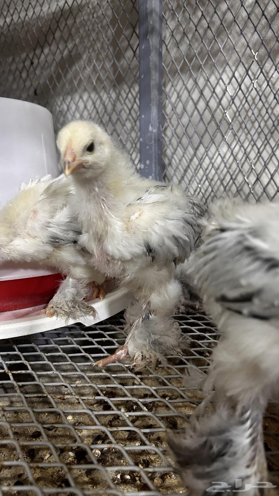 صوص دجاج برهما كولمبي سلالة كونك مستوي TOP64400521459585110