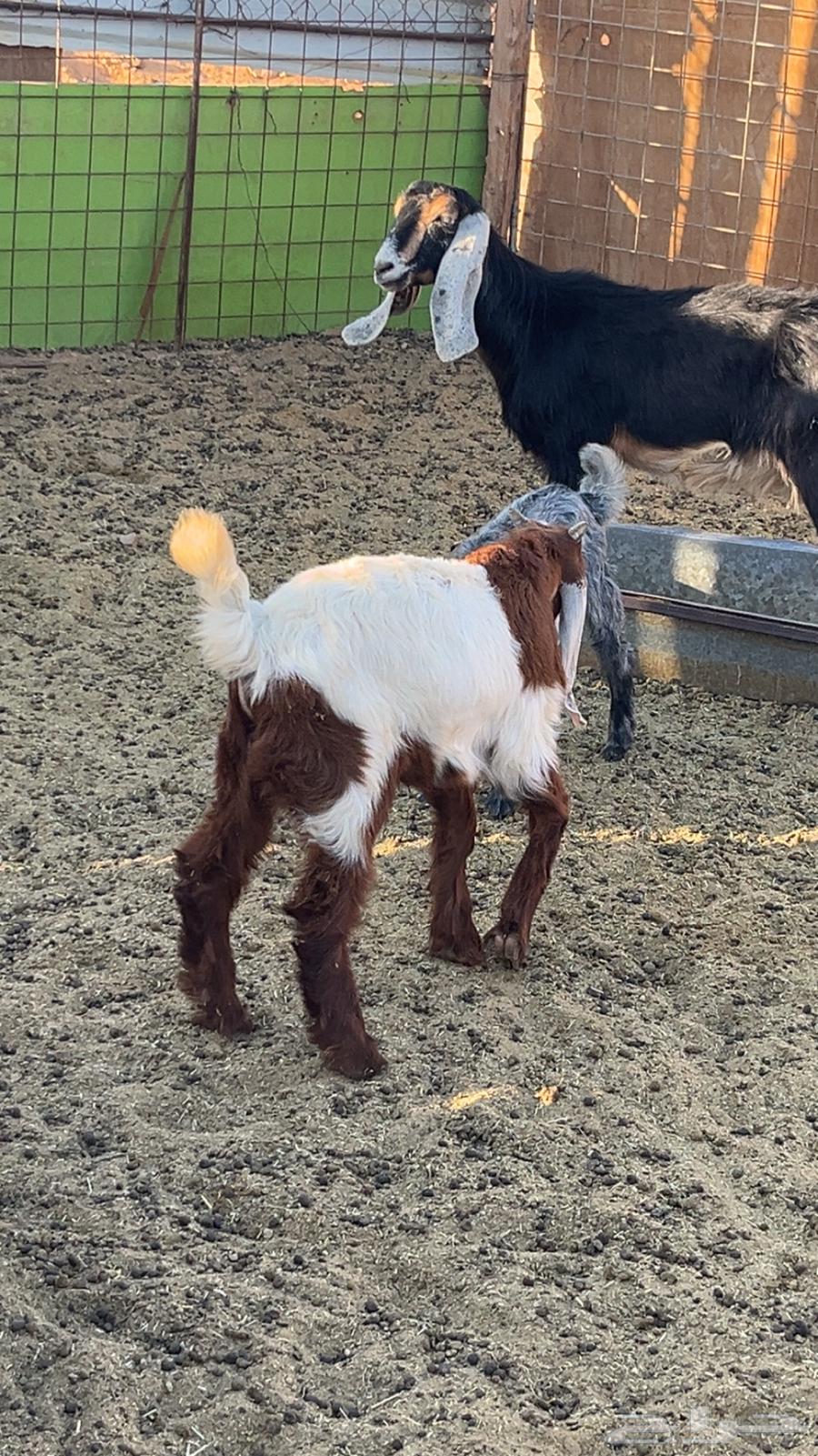 Project buck goat64372375144067113