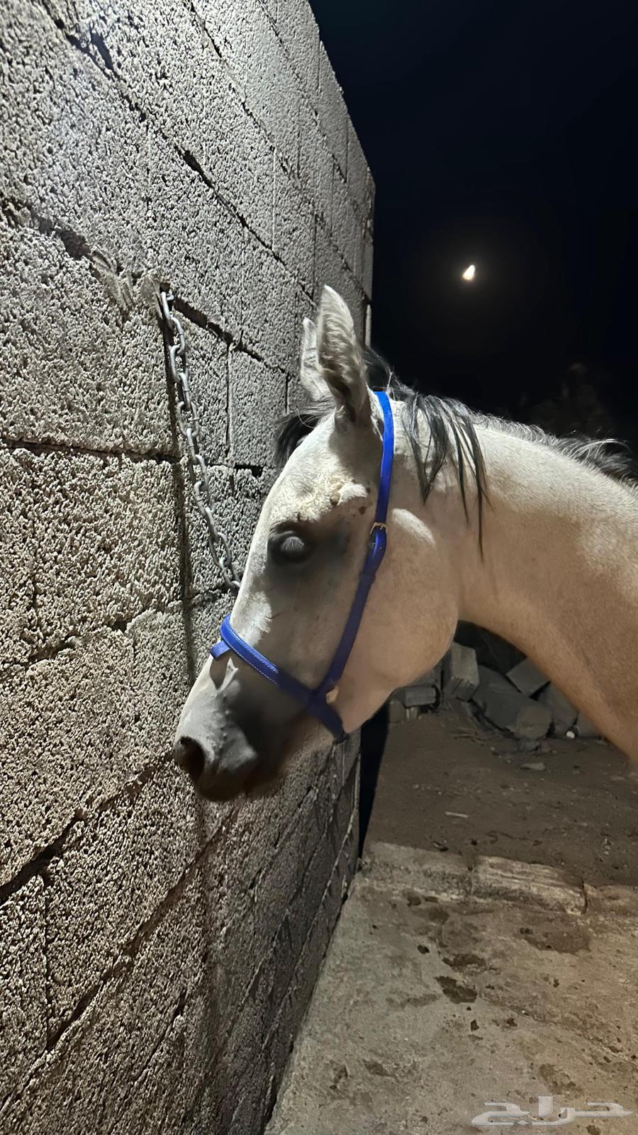 حصان للبيع64398172644610110