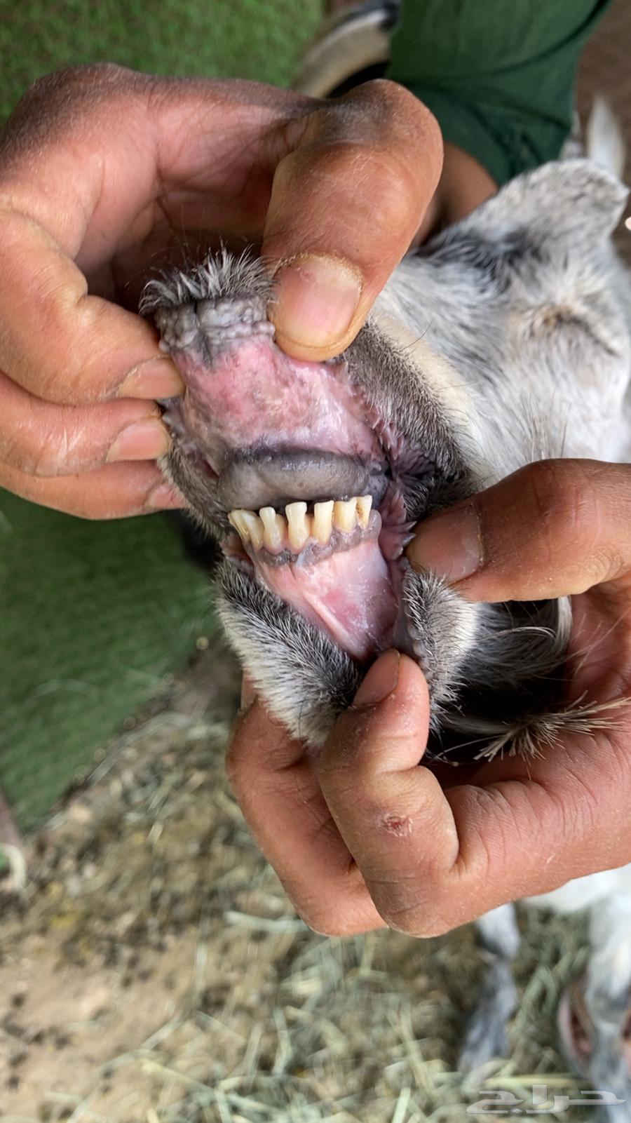 معزا للبيع64399147736833111