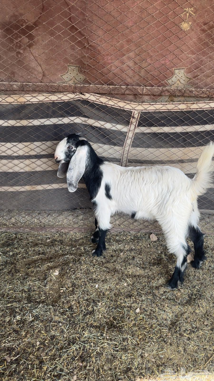 Shared well64398520759810110