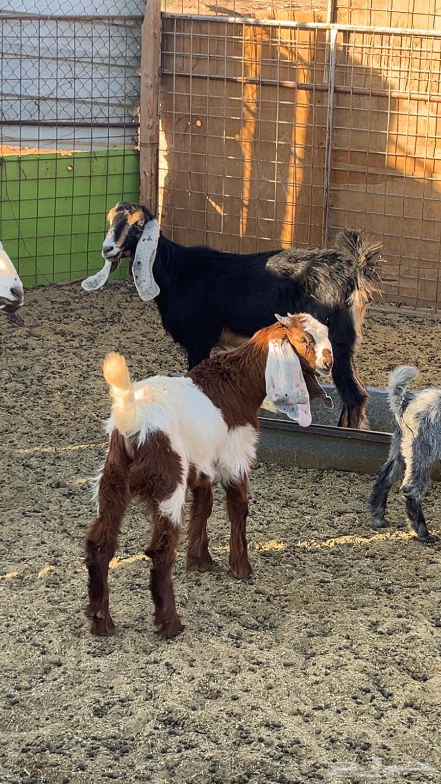 Project buck goat64372375144067112