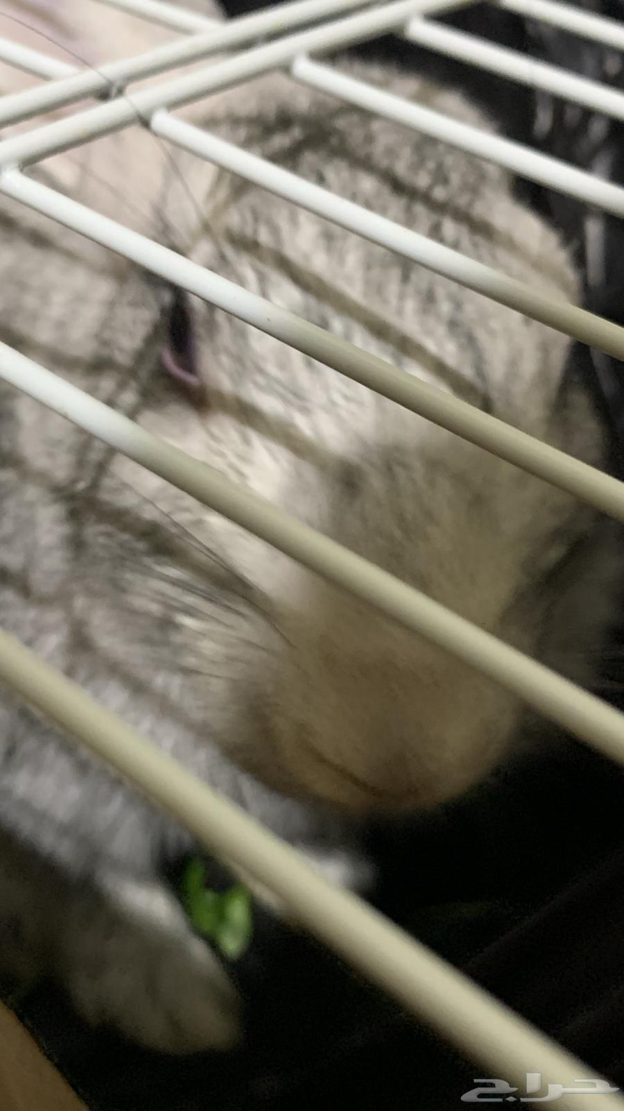 ارنب للبيع64400605213954110