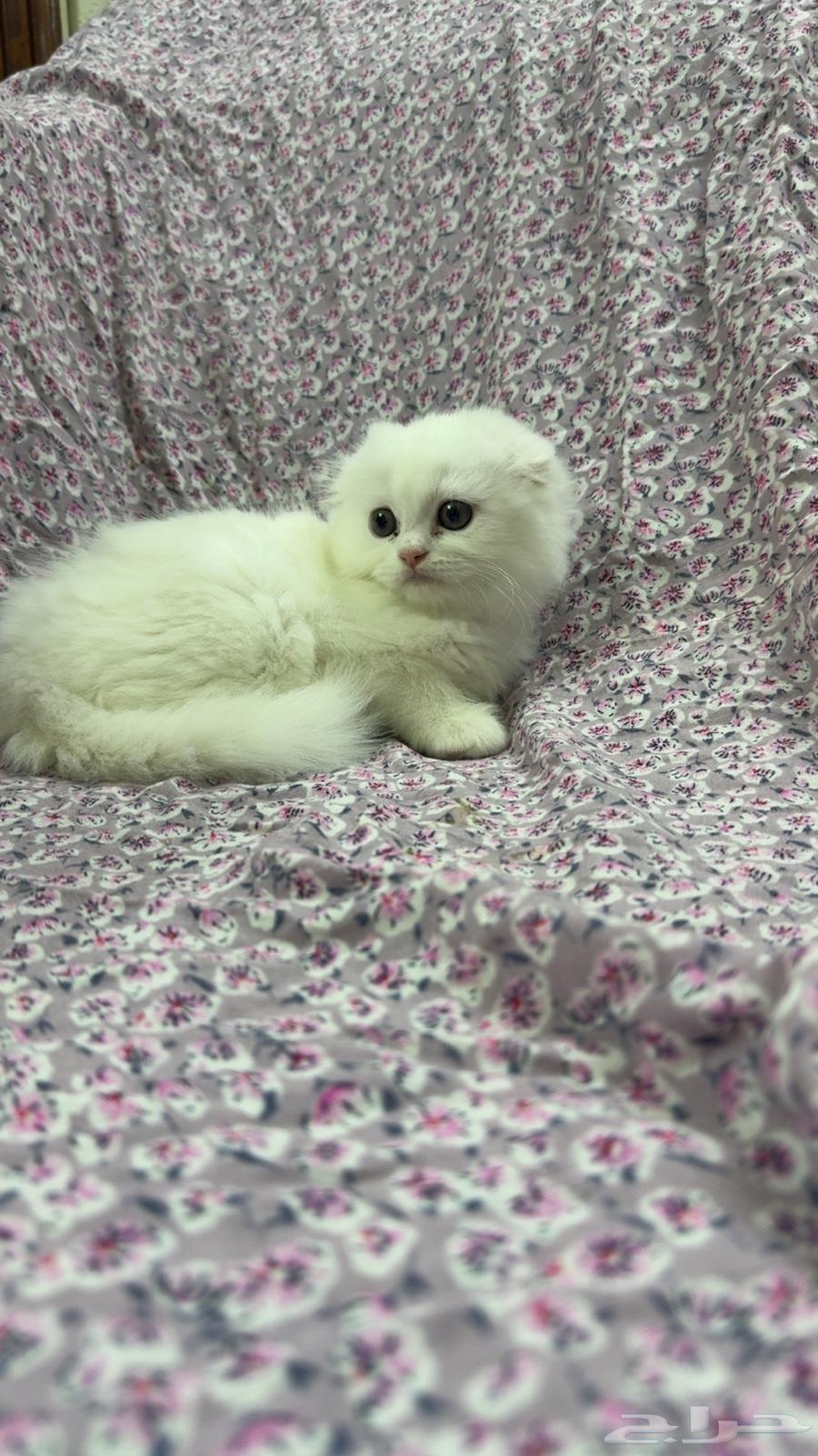 للبيع كيتن سكوتش فولد بيور السعر شامل الاغراض والتوصيل بجدة64380916187137114