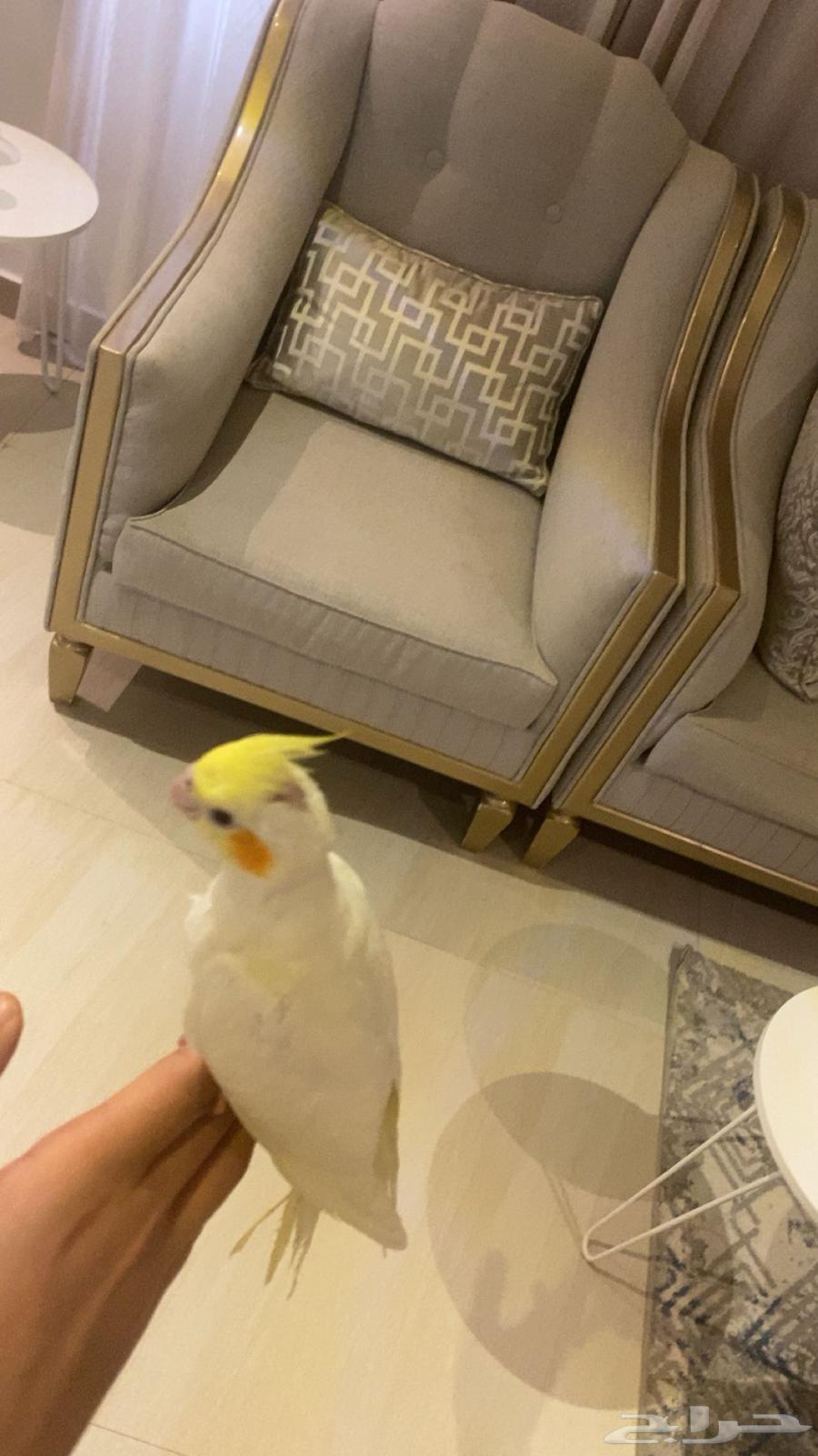 كروان هدد كوكتيل فرخ64397825108739111