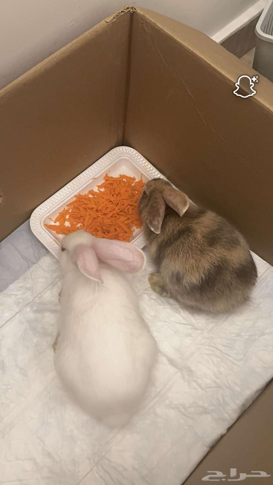 ارنبين للبيع64400300809474110