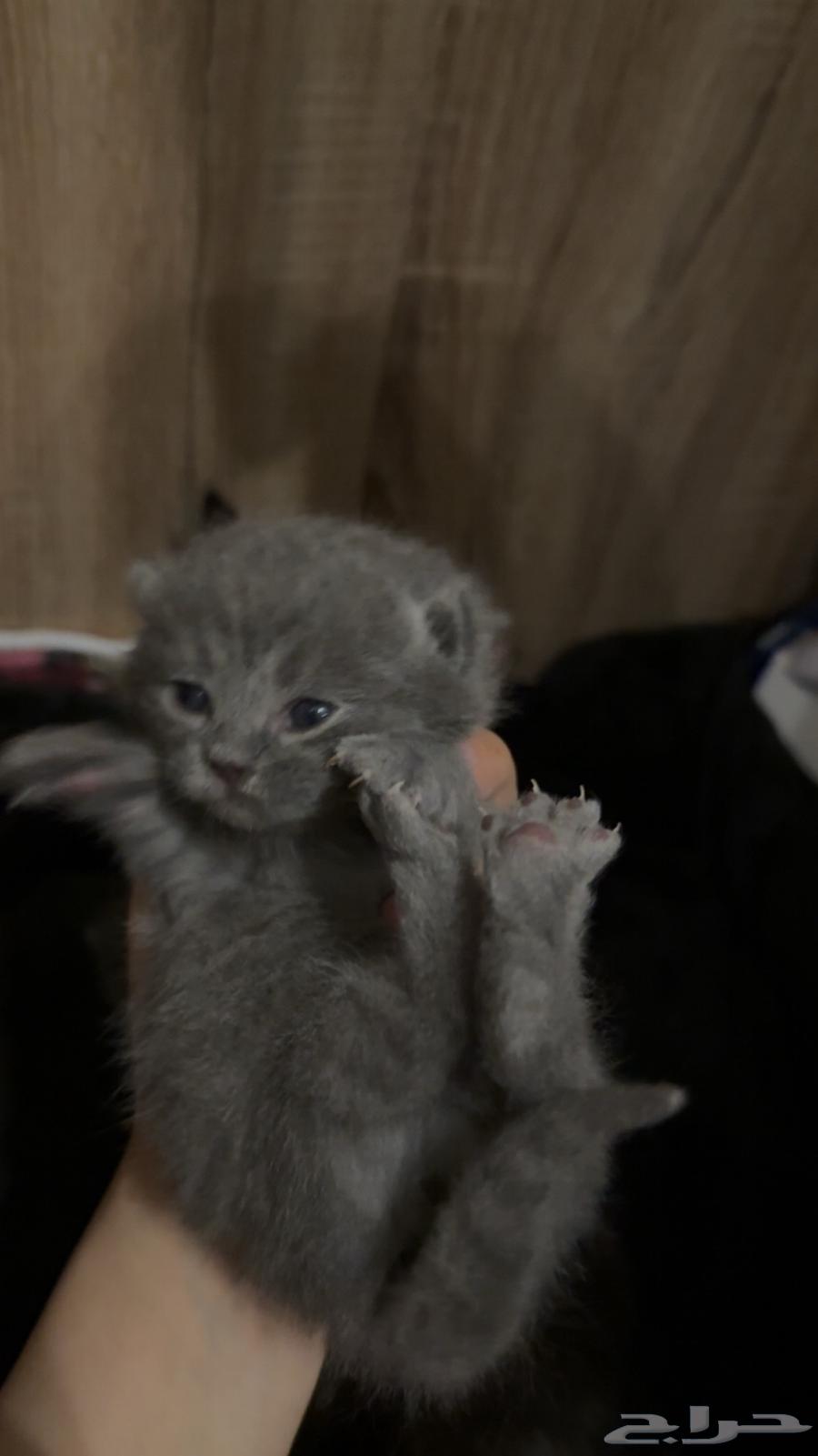 كيتنز البيع64394731403137111