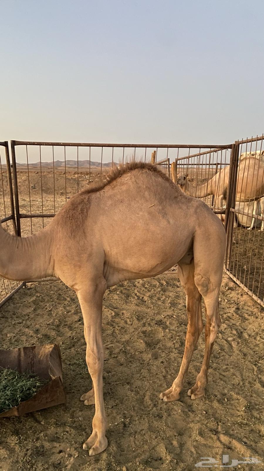 قعود للبيع64396421499011114