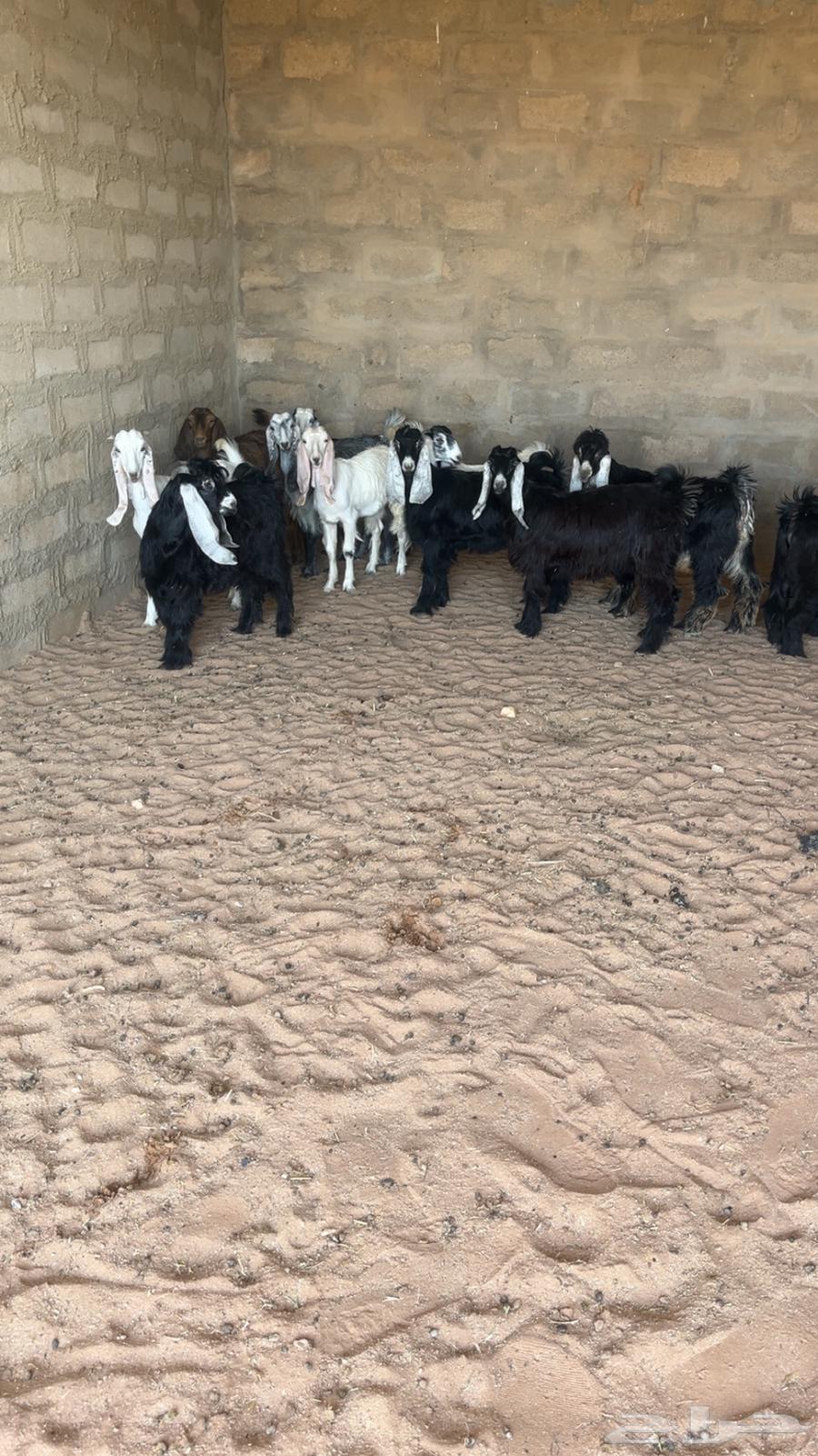 للبيع تيوس64400674895105110