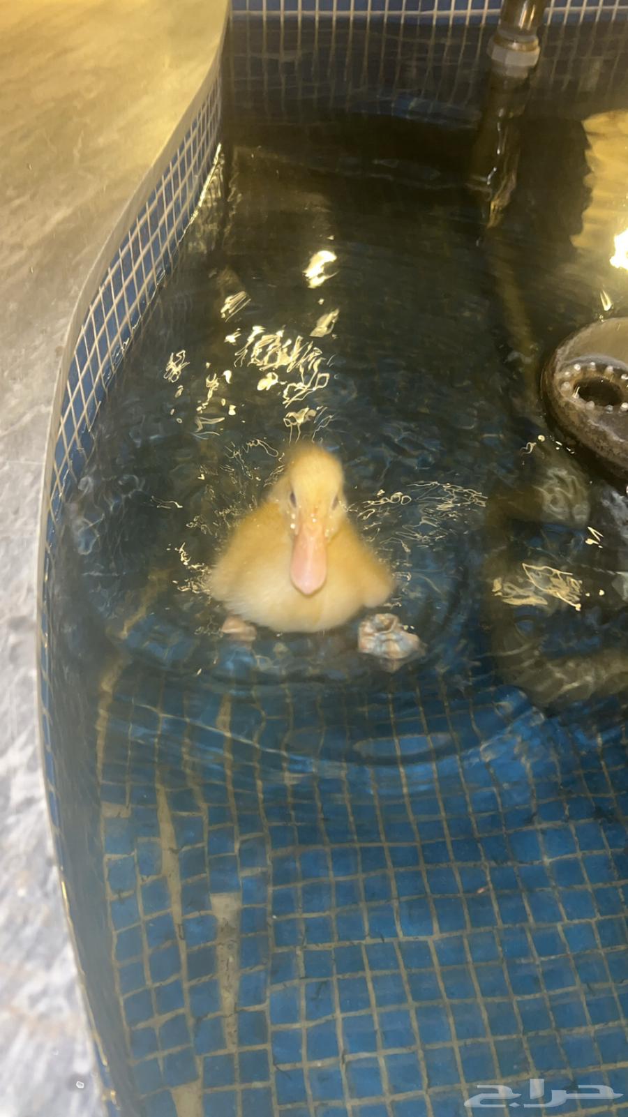 بط بكيني للبيع64392813598850114