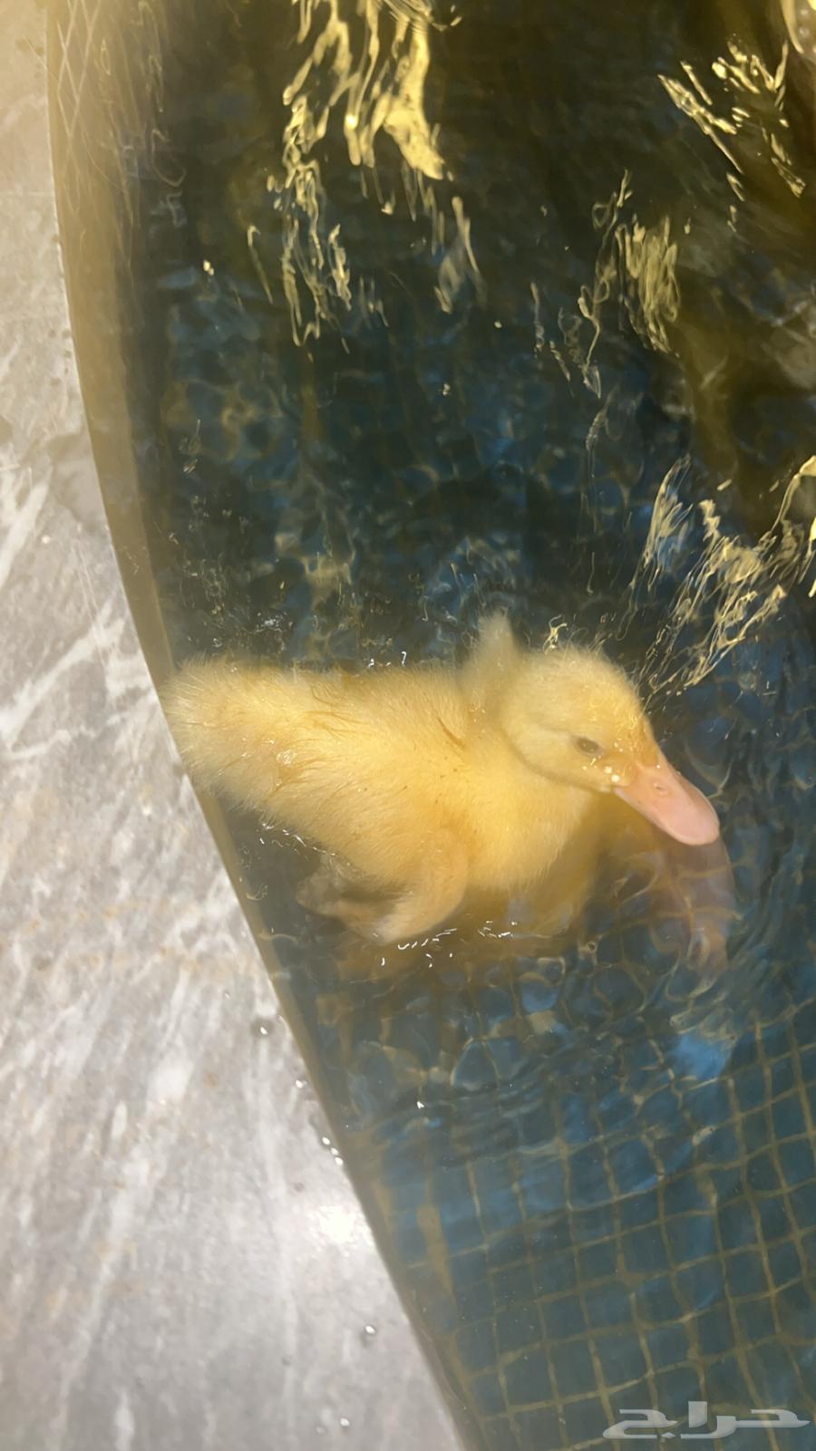 بط بكيني للبيع64392813598850112