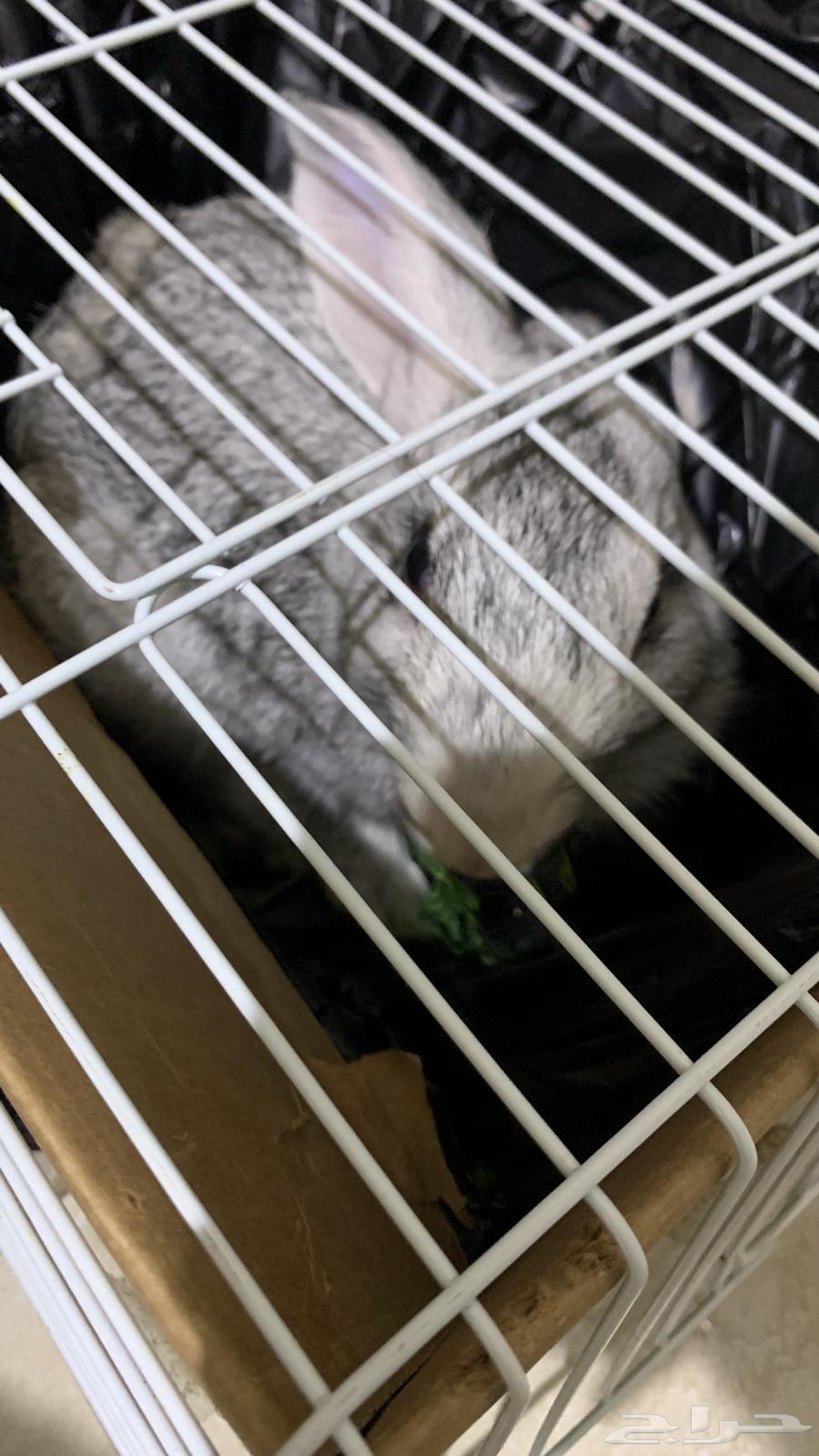 ارنب للبيع64400605213954111