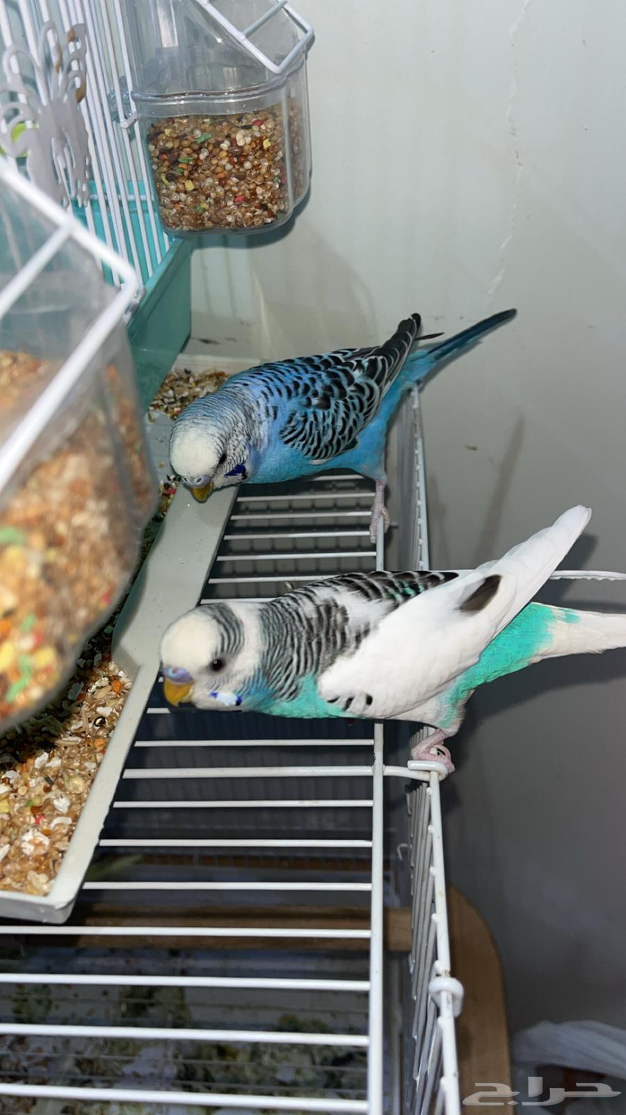 ذكرين بادجي أليفه وصحتها شرط64393486428161110