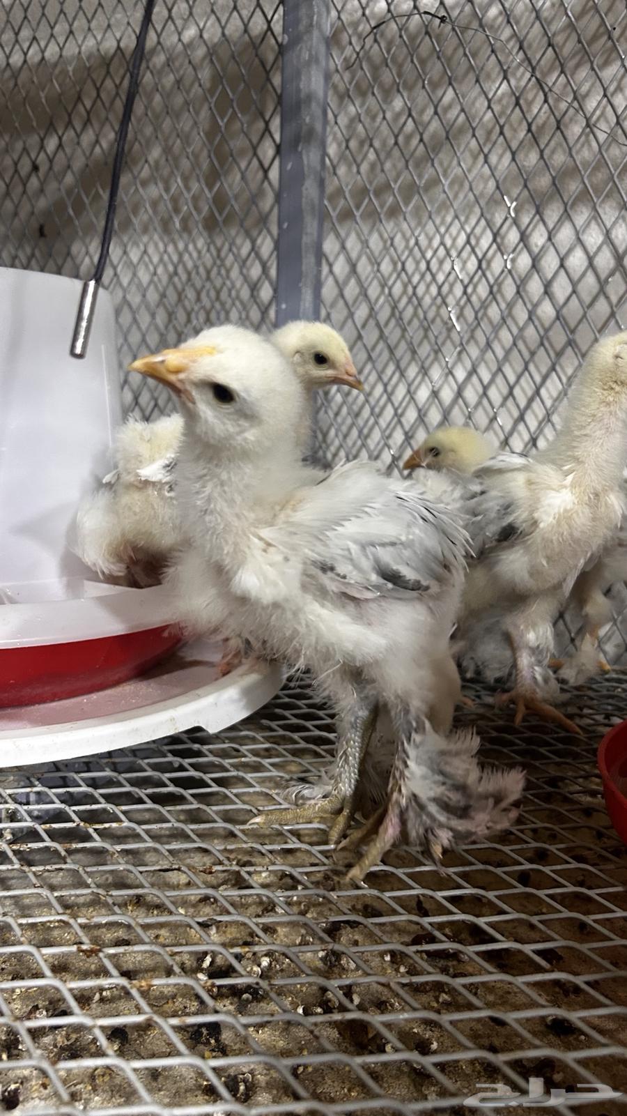 صوص دجاج برهما كولمبي سلالة كونك مستوي TOP64400521459585111