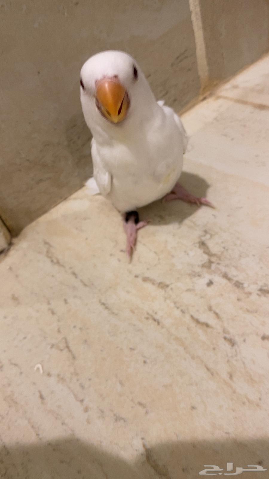 Bird of the day64396936143363112