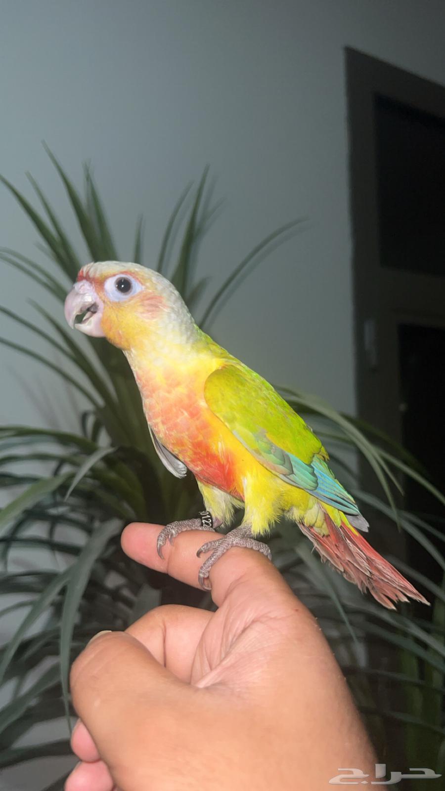 ببغاء كنيور امريكان دايلوت اليف وهدد64399521762818113