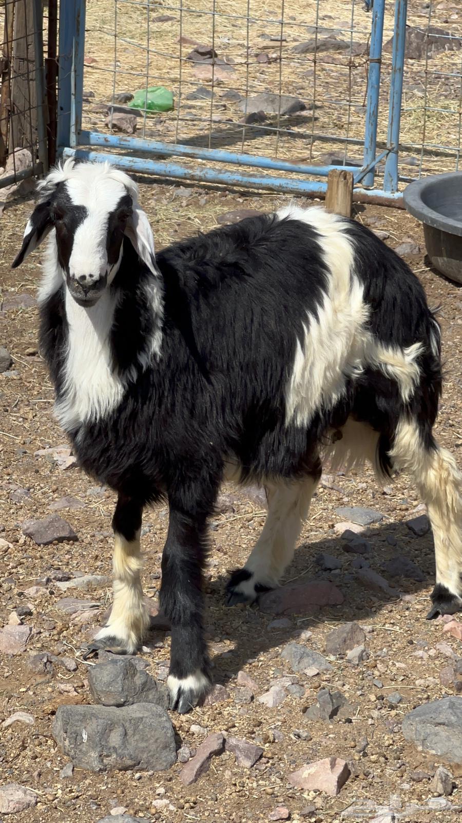 طليان ذبايح فاخره64400189970434110