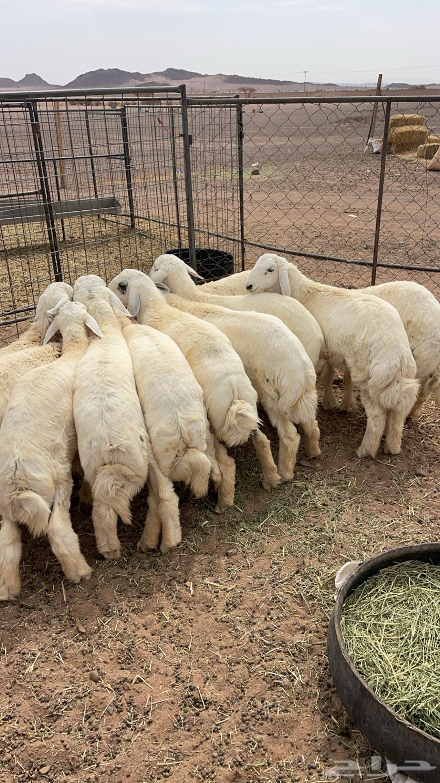 خرفان فاخره طيبه64397047543425112