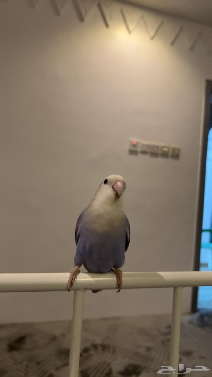 3 ببغاء روز64397687178755111