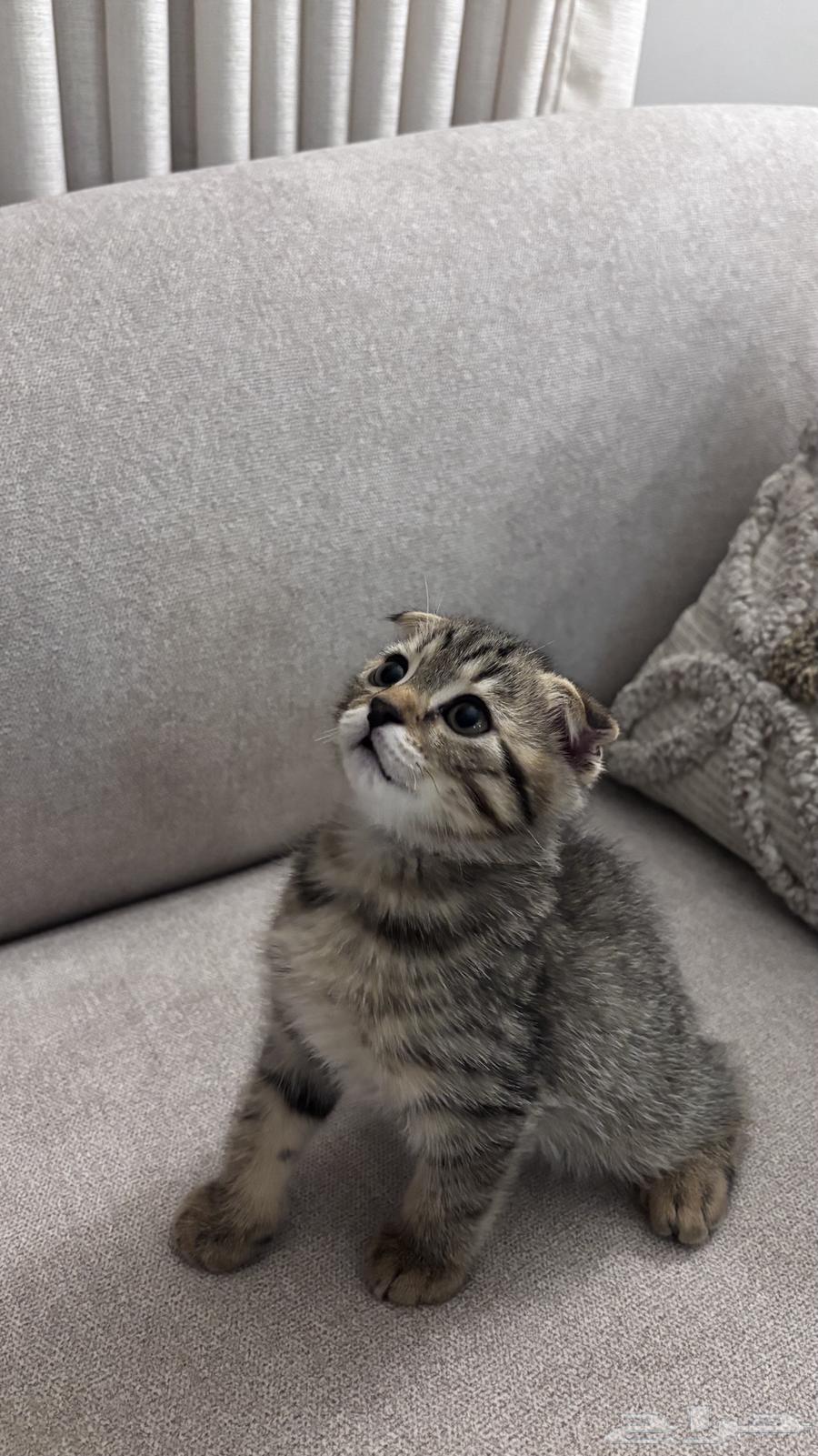 Scottish Fold Cat64396908094723110