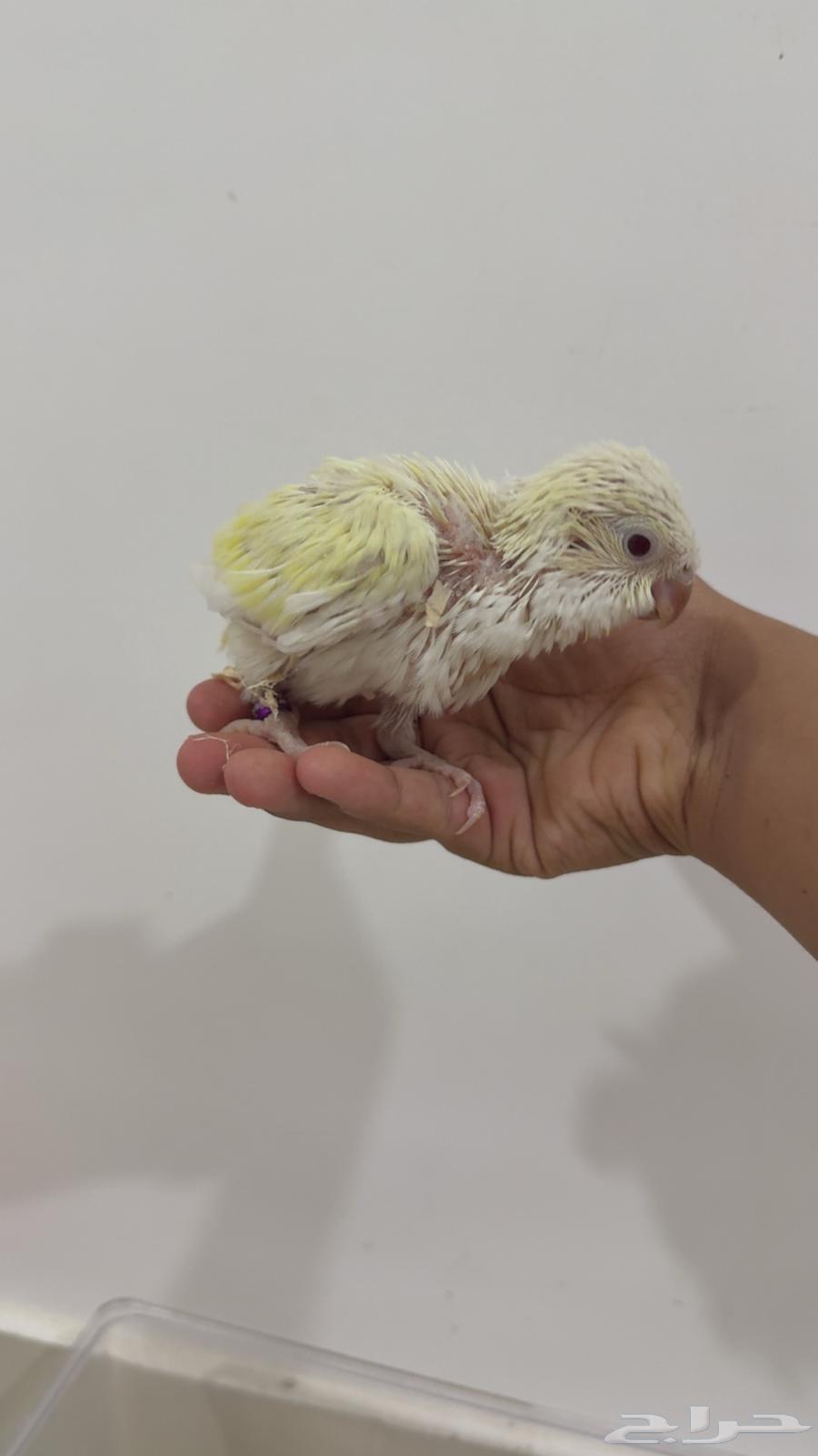 Quaker Chick Mutation64400563430402112
