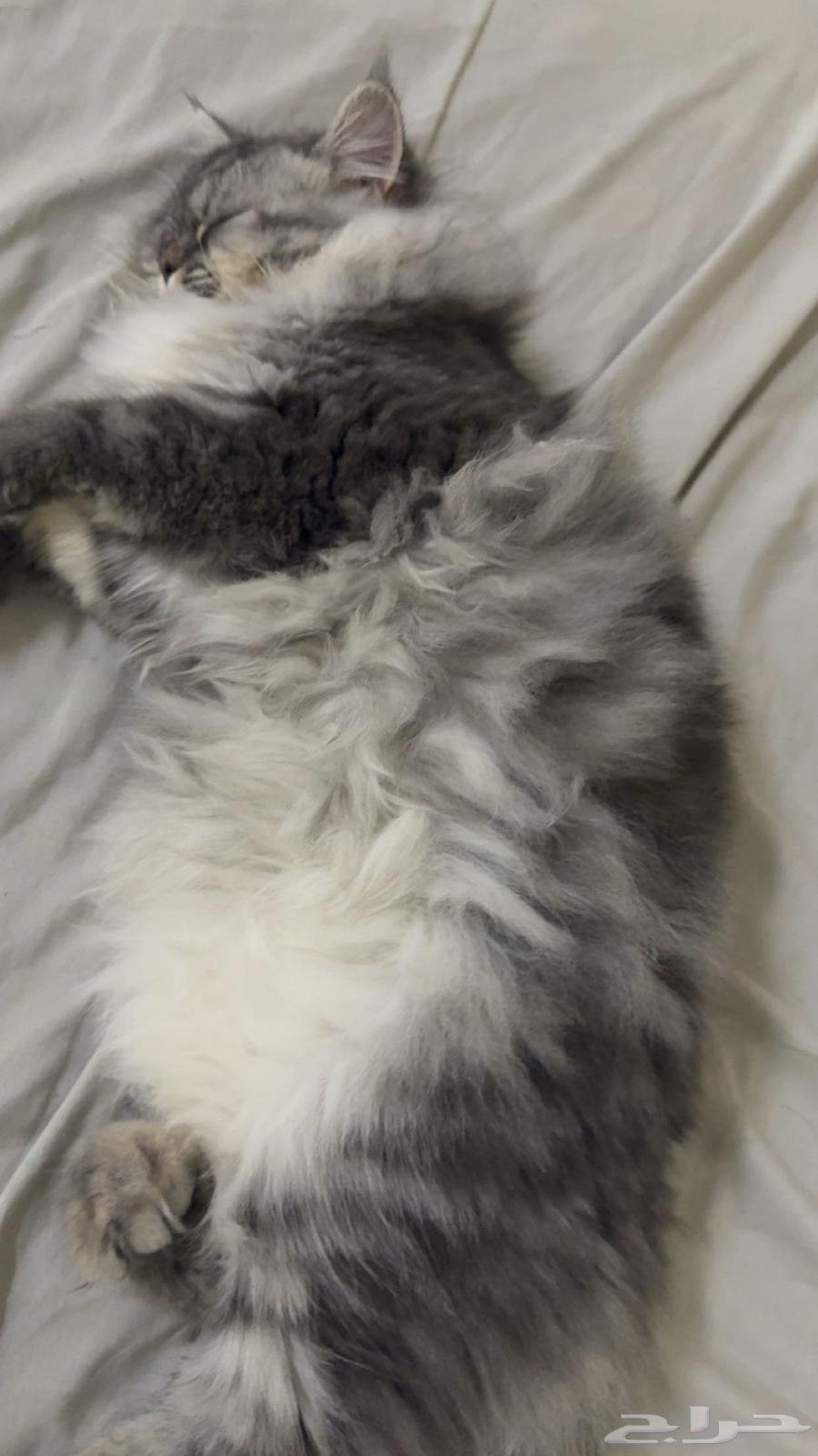 قطه للبيع64393721589249113