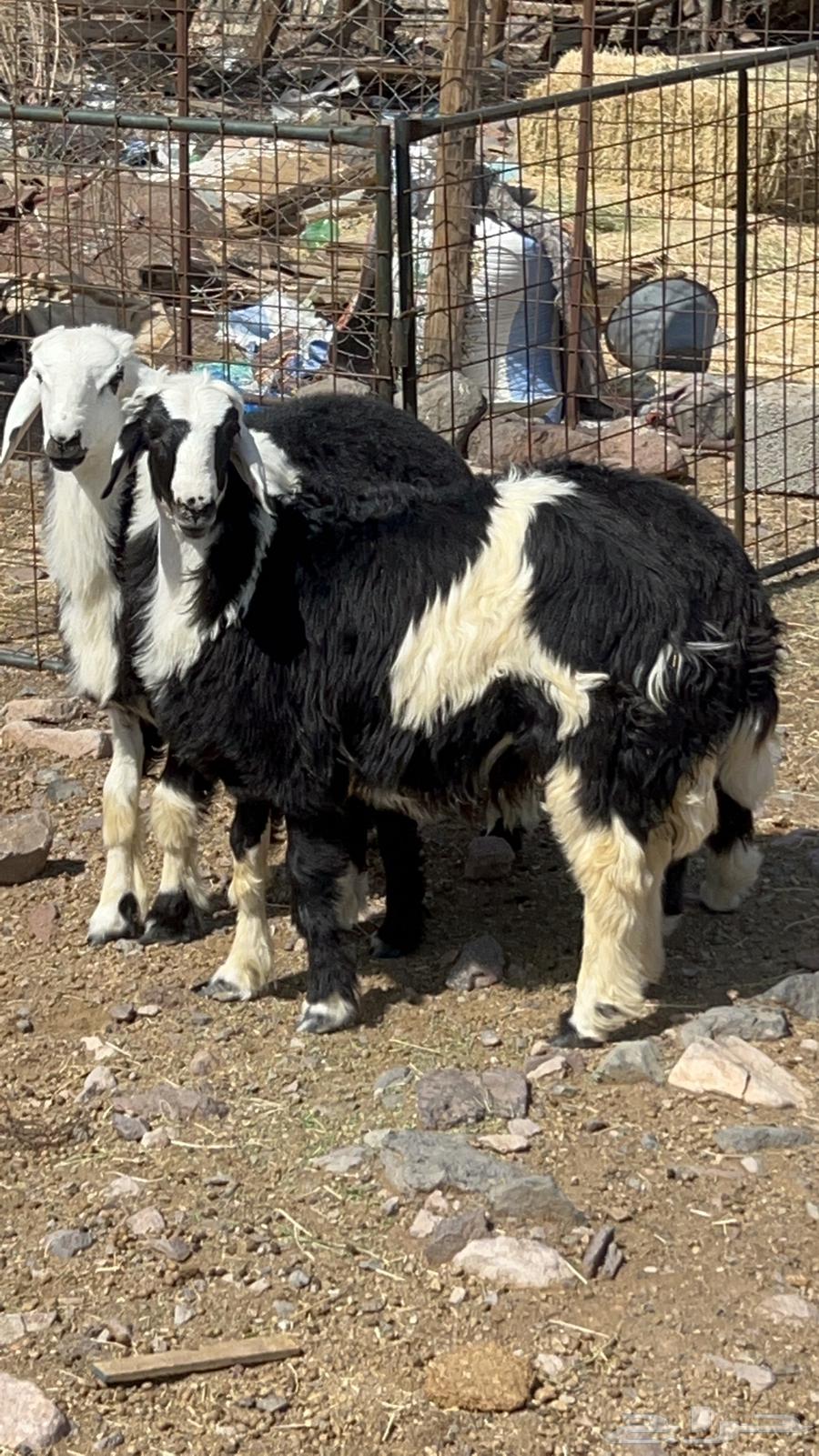 طليان ذبايح فاخره64400189970434113