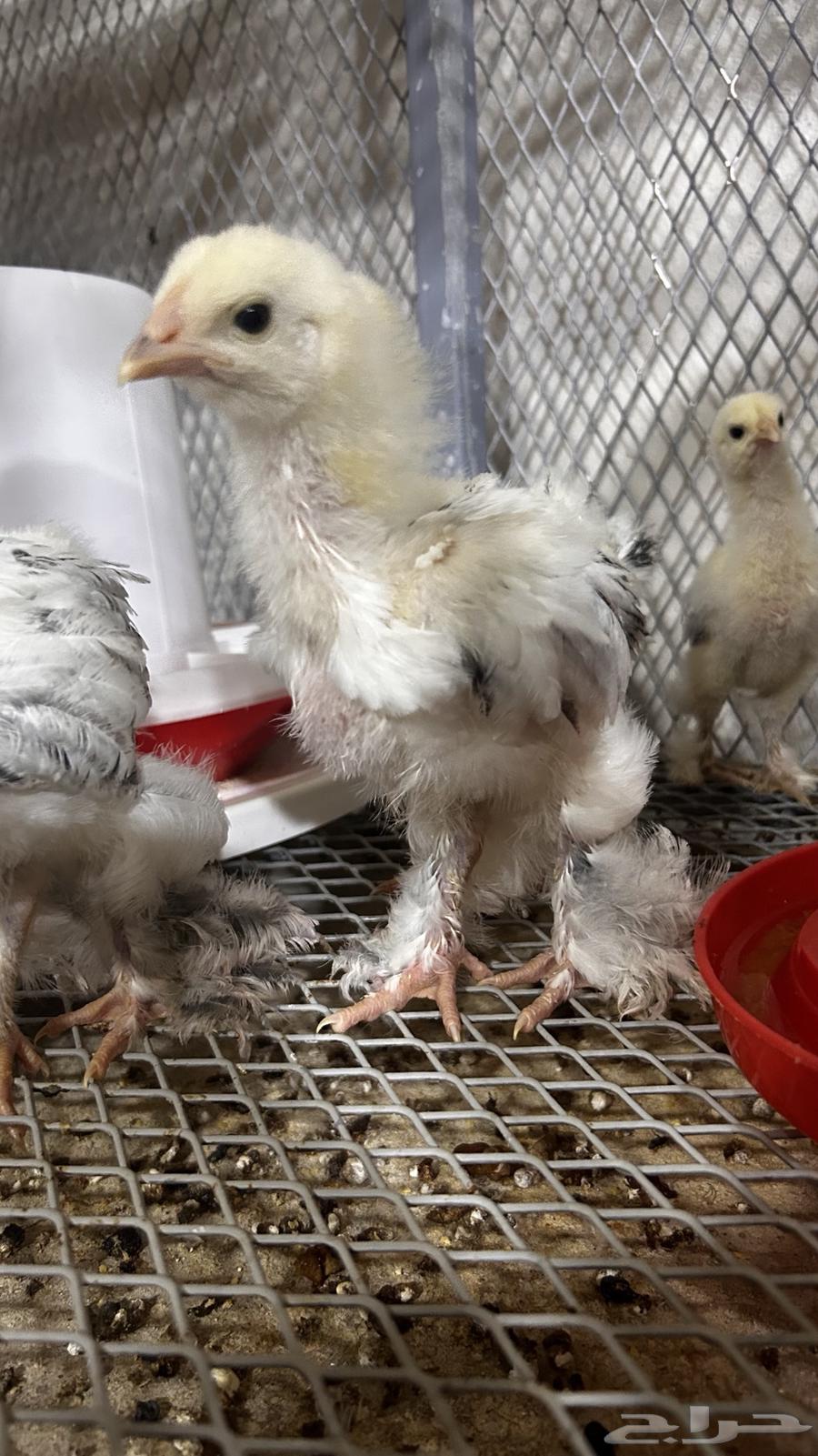 صوص دجاج برهما كولمبي سلالة كونك مستوي TOP64400521459585112