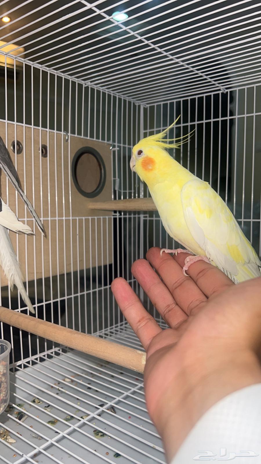 كروان للبيع هولندي اثنى اليف64392442886657111