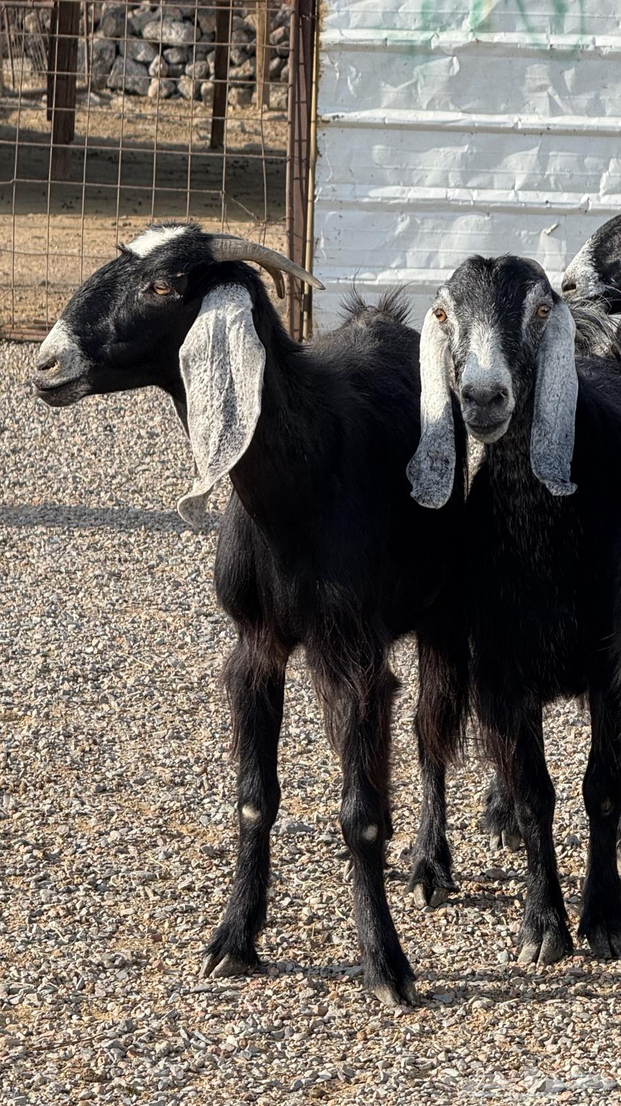 معزا عواض صنف64397214227971113