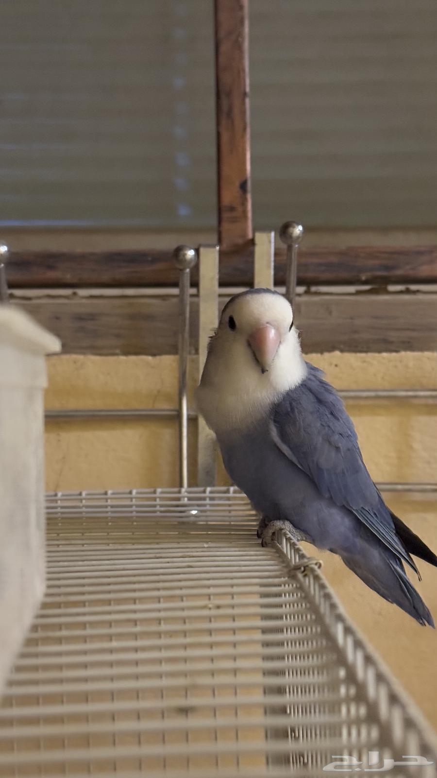 روز ذكر للبيع العمر تقريبا 3 سنوات64393005269506111