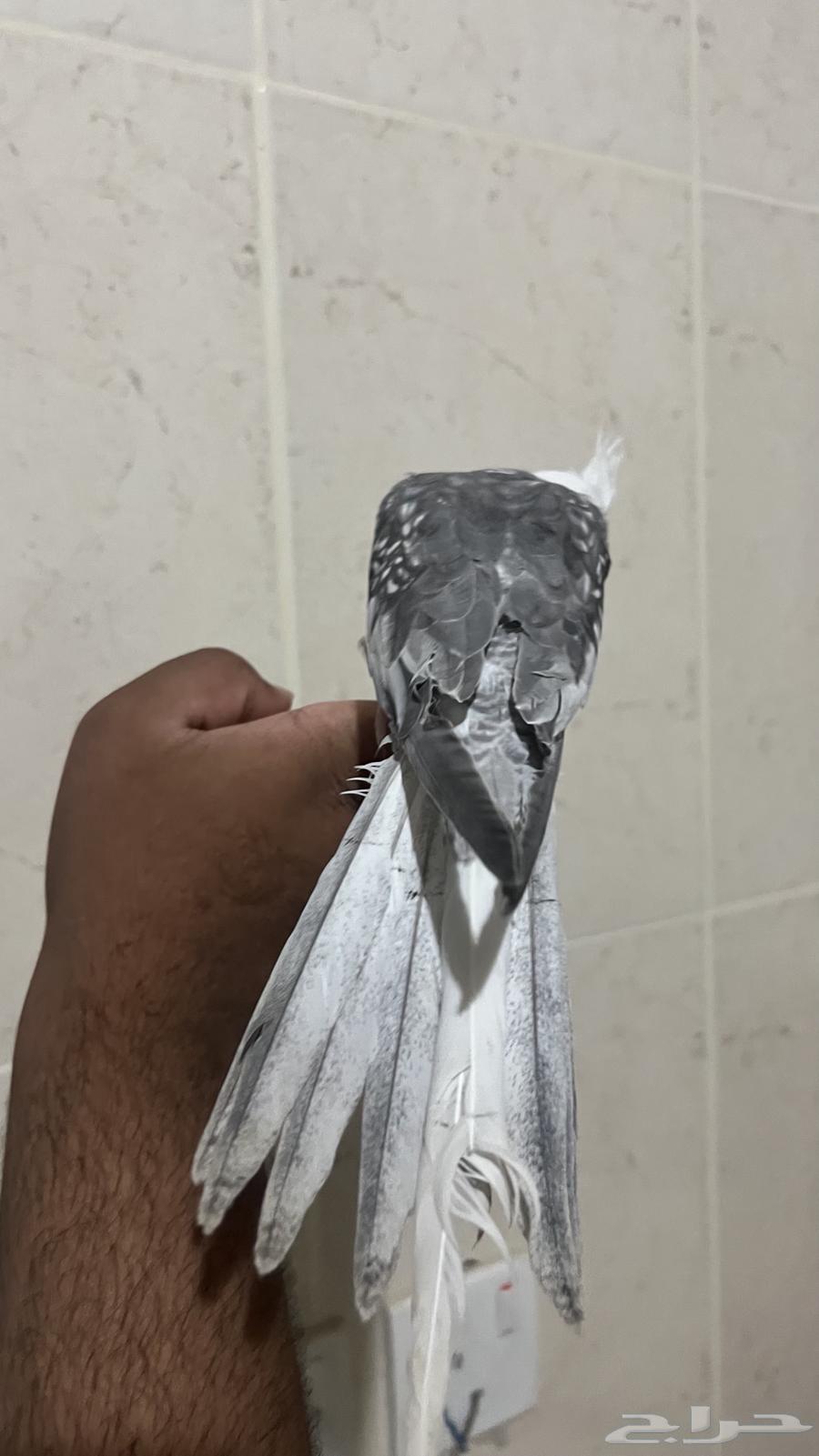 ببغاء كروان هولندي وايت فيس اليف ويطلع على اليد ويقبل المسح64399870588929111