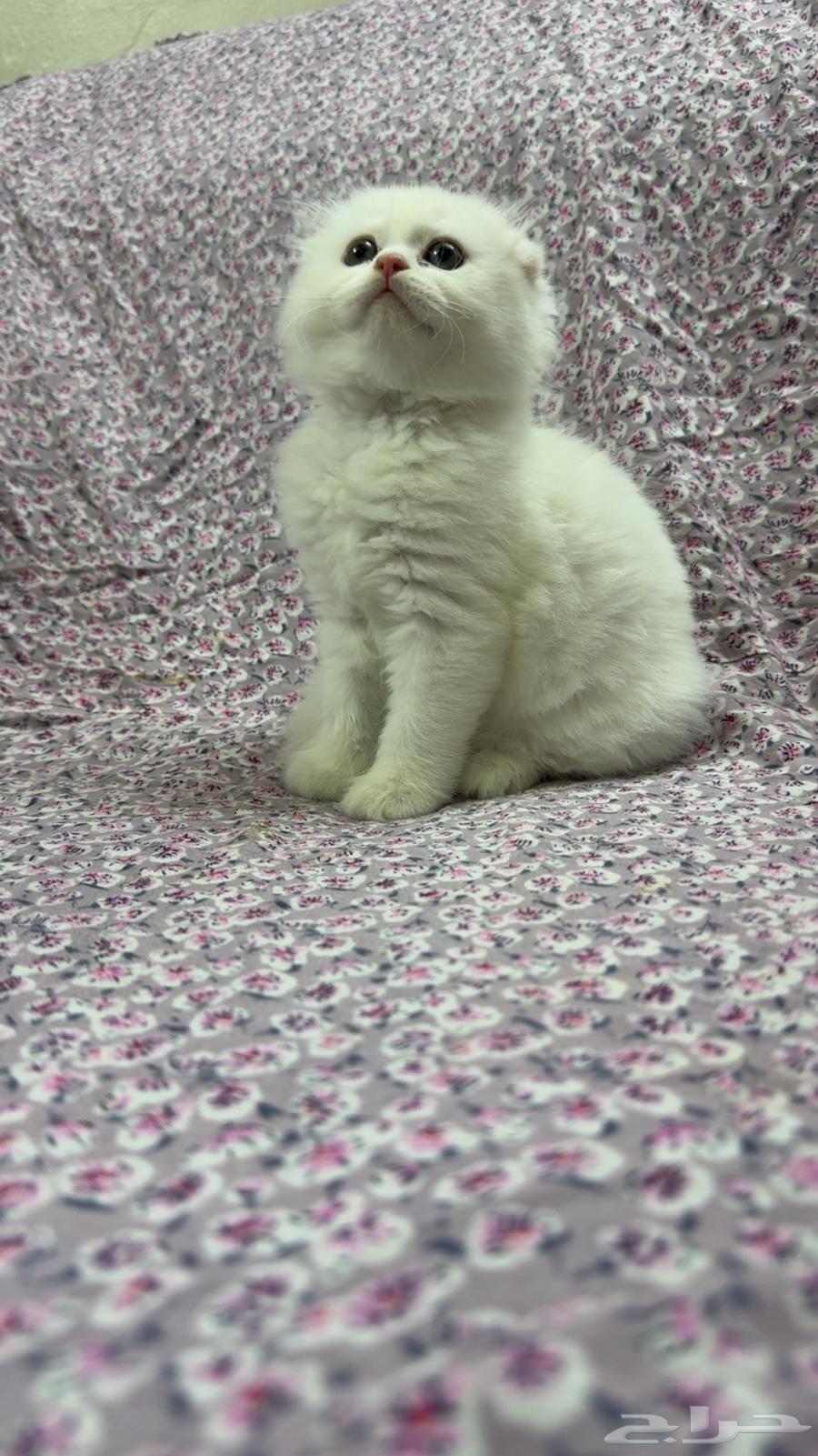 للبيع كيتن سكوتش فولد بيور السعر شامل الاغراض والتوصيل بجدة64380916187137110