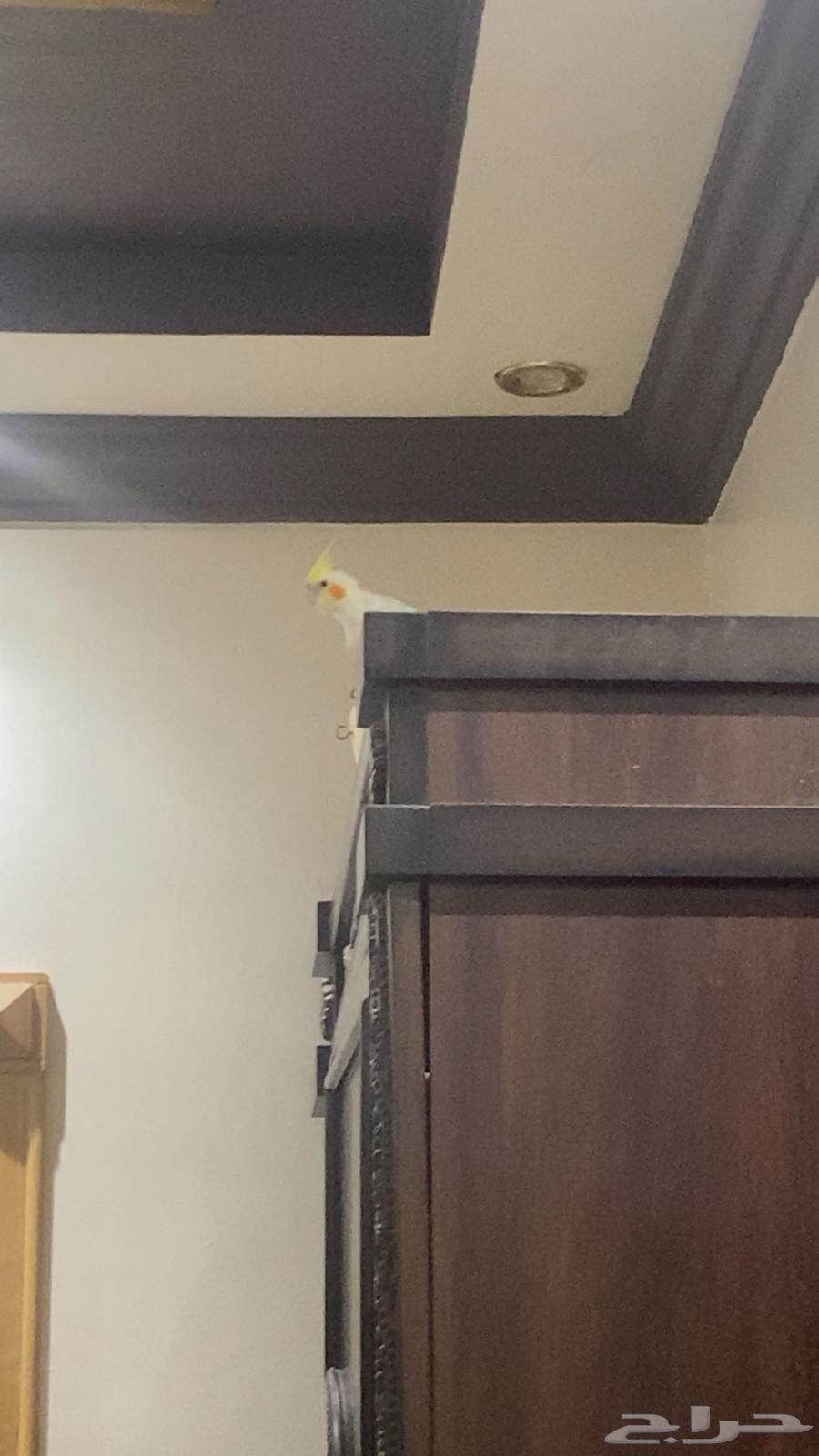 كروان هدد كوكتيل فرخ64397825108739112