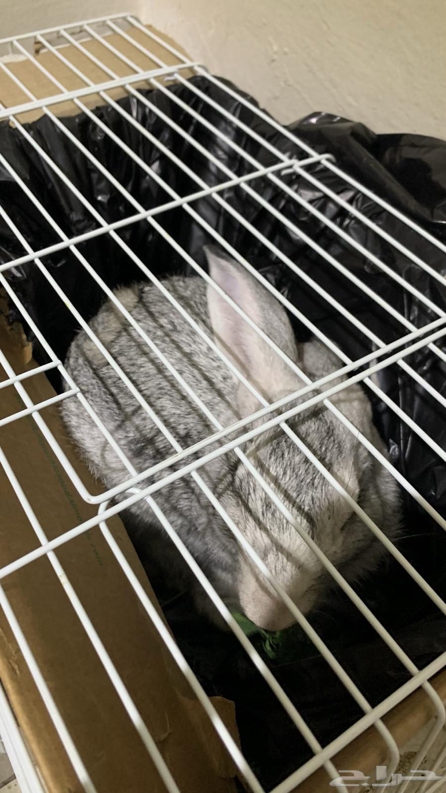 ارنب للبيع64400605213954112