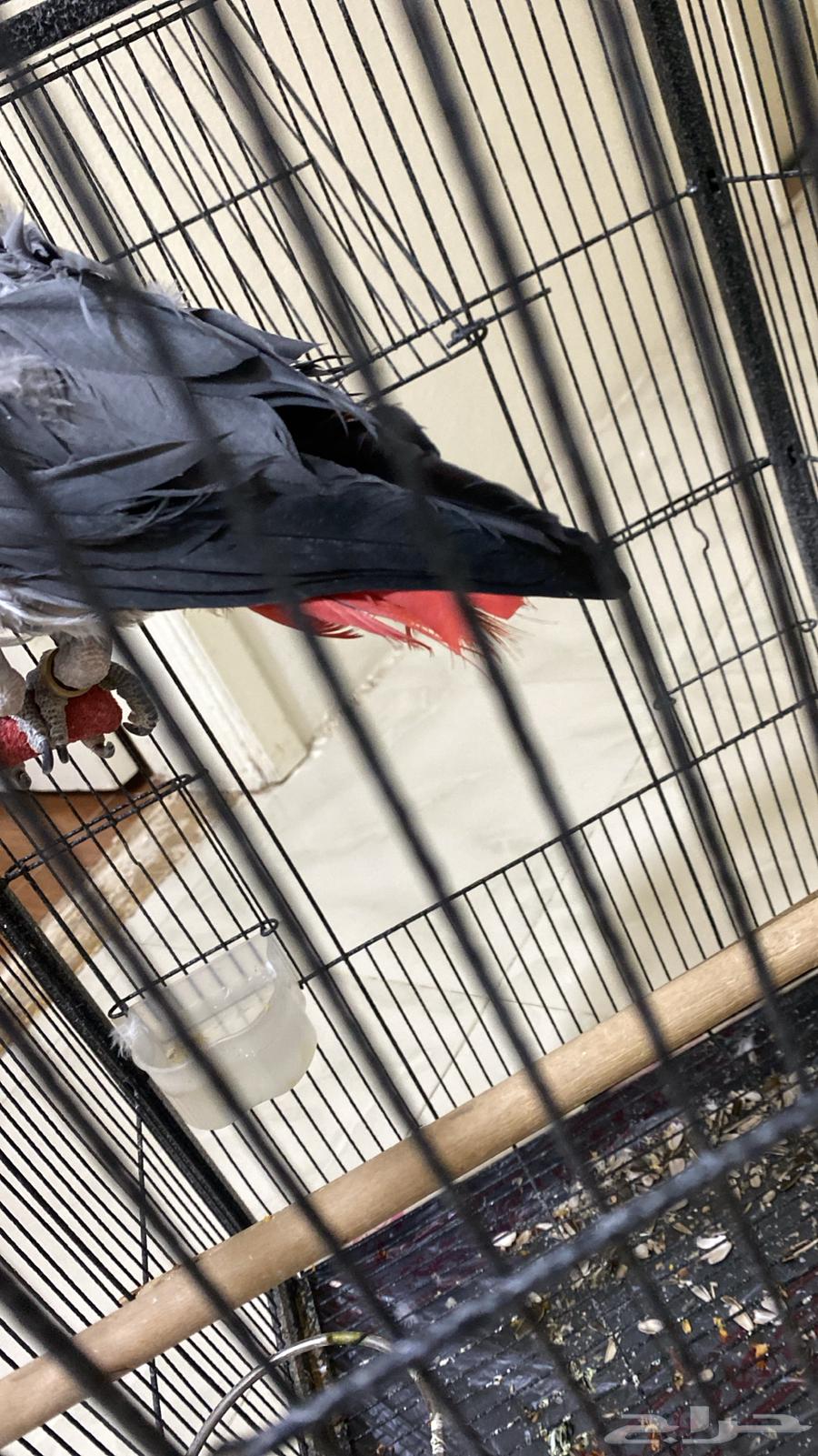 كاسكو اليف ذكر مع شهادة تحليل64401063556353113