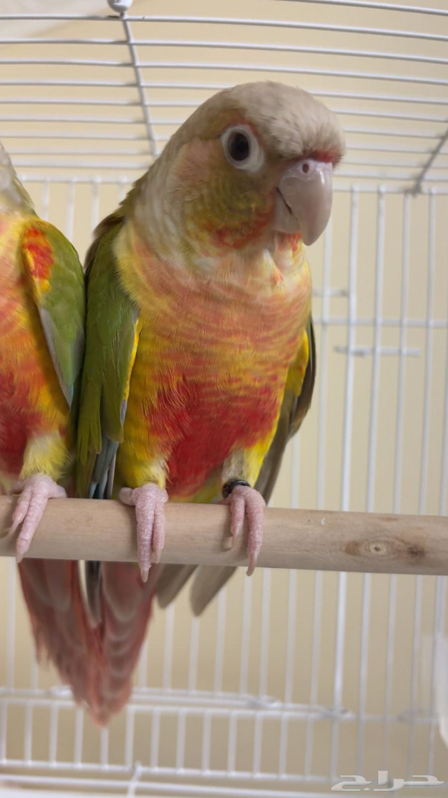 طيور كنيور العدد 2 ياليت الي بيسوم يكون عارف سعرها وشكرا64392827060482112