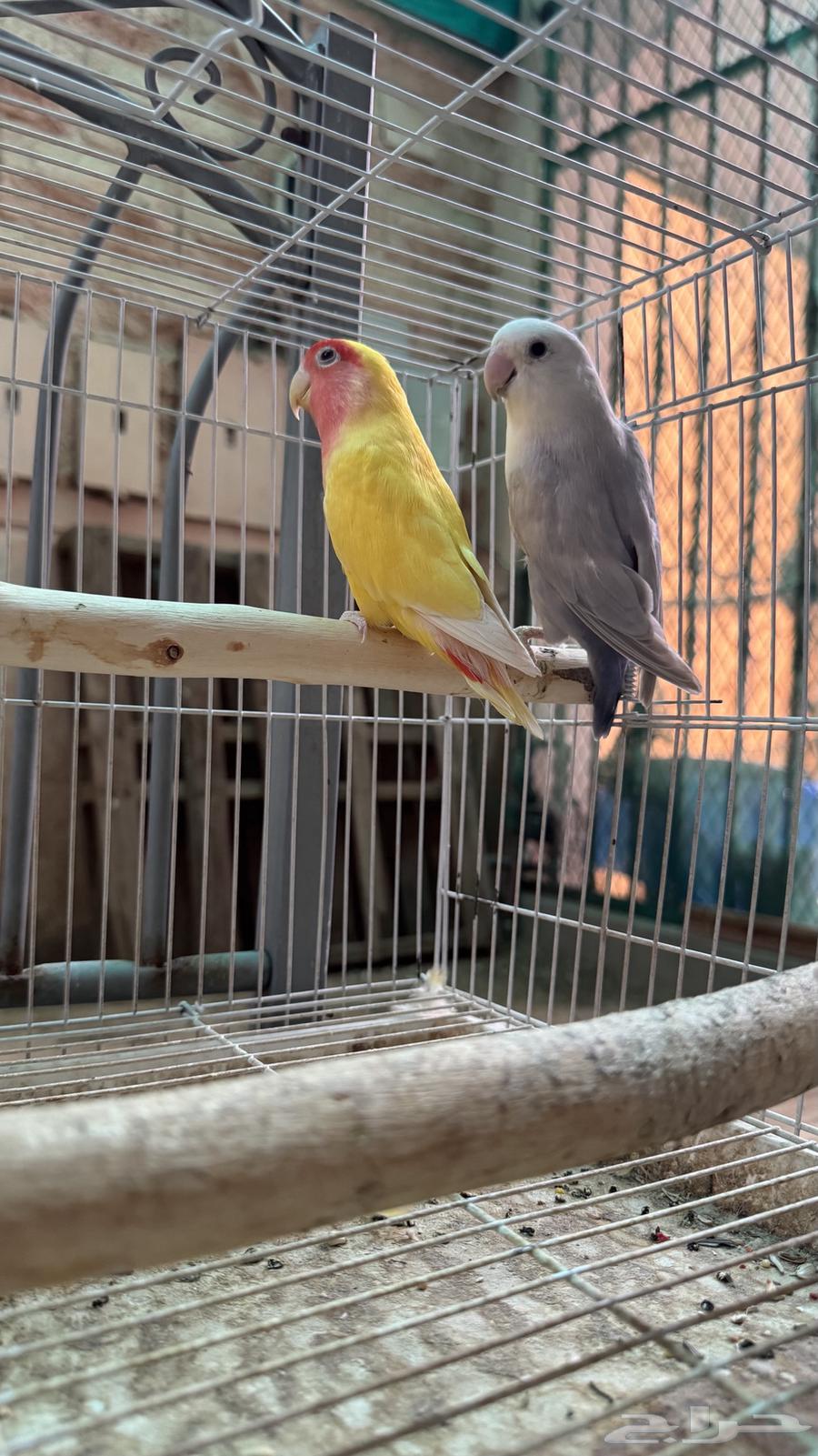 طيور روز ألوان جذابه وجميله شرط والله64400799943682111