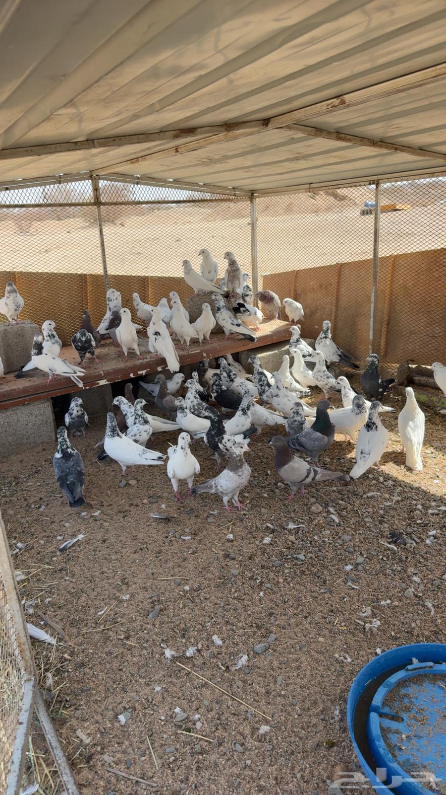 حمام بكستاني وبلدي وسلفر لاحم للبيع64398814184451110